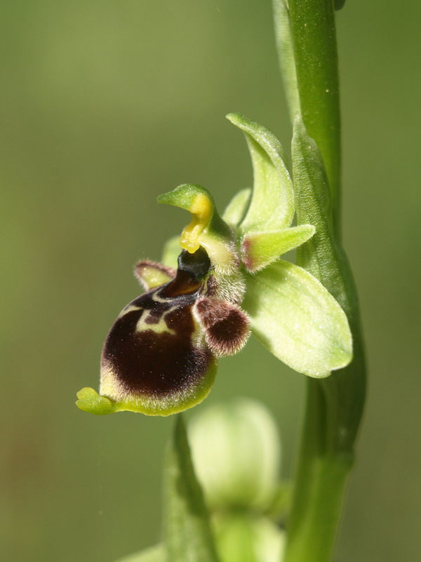 Ophrys conradiae - (1 parte)